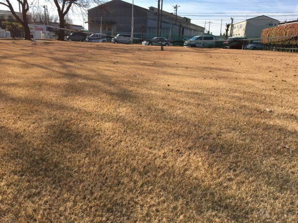 芝生が枯れる 枯れてしまった 3つの原因と対策 お庭の専門店ニワナショナル 東京 埼玉