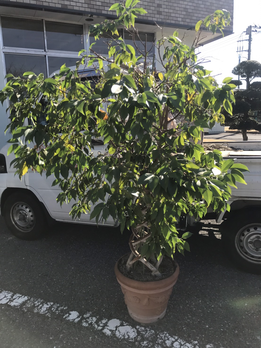 観葉植物引き取りは お庭の専門店ニワナショナル 東京 埼玉