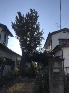 2.12　桶川市　高木伐採