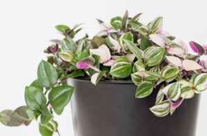 トラデスカンチア