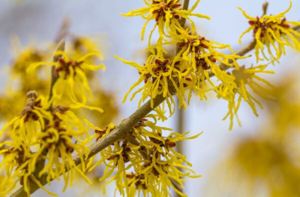 マンサク(ウィッチヘーゼル)