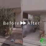 オリーブの剪定の作業事例アイキャッチ