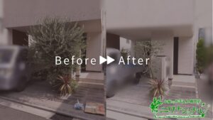 オリーブの剪定の作業事例アイキャッチ