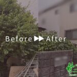 枝落とし・高さ下げ剪定の作業事例アイキャッチ