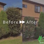 刈込・芝刈りの作業事例 アイキャッチ