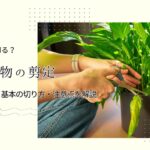 観葉植物　剪定　アイキャッチ