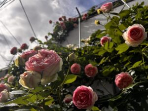 施工後バラの開花の様子