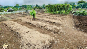 畑の整理の作業写真