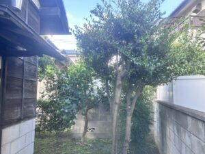 剪定の作業写真