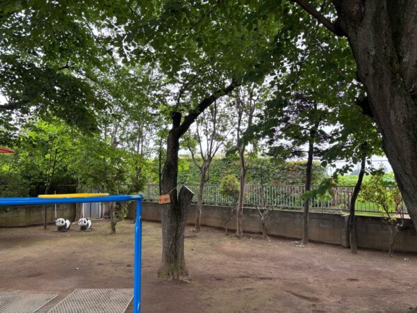 桜の木伐採・枯れ枝除去作業事例写真