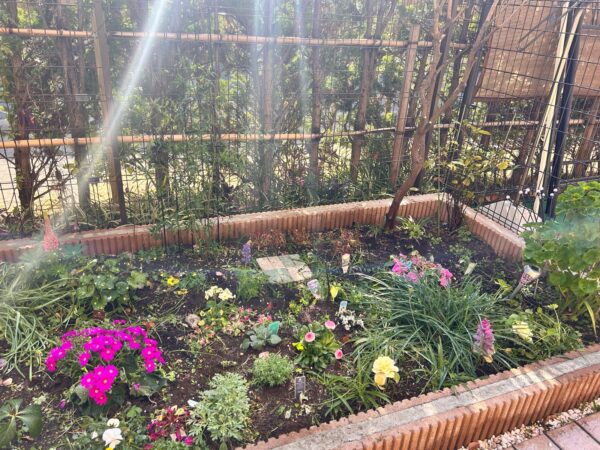 花植え、植樹、バラの誘引の作業事例写真