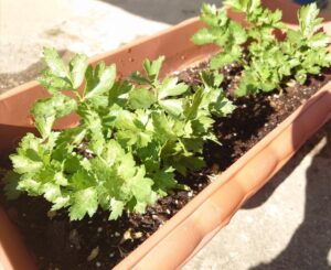 プランターで植物を育てている写真