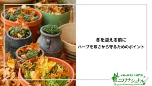 アイキャッチ_ハーブの寒さ対策