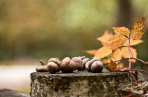 切り株とドングリ