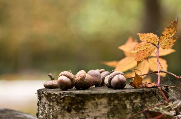 切り株とドングリ