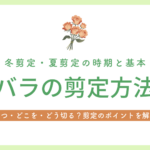 バラ　剪定　アイキャッチ