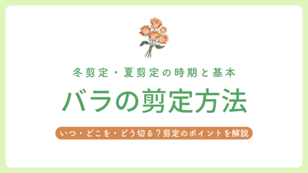 バラ　剪定　アイキャッチ