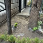 伐採、切り置き枝・不要品回収の作業写真