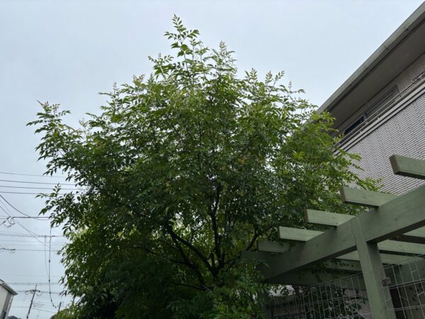 剪定の作業写真