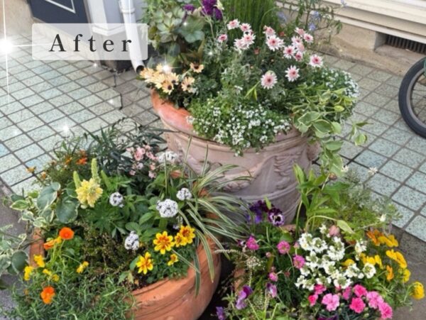 植え替え後