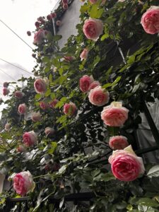 施工後のバラの開花の様子