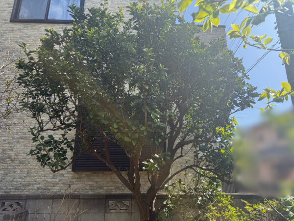 伐採・剪定の作業写真