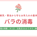 バラの消毒 アイキャッチ