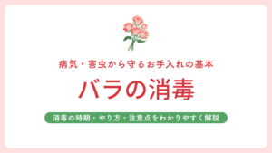 バラの消毒　アイキャッチ
