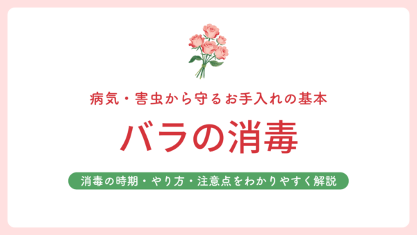 バラの消毒　アイキャッチ