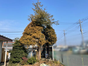 高木伐採、ソテツ抜根、草刈り、除草剤散布、防草シート張り、切株処分