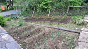 畑の耕運・野菜の植え付けの作業写真