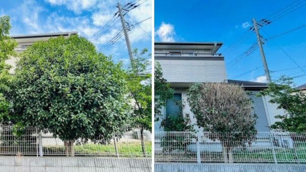 さいたま市 ヤマボウシ 剪定 小木