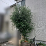 剪定の作業写真