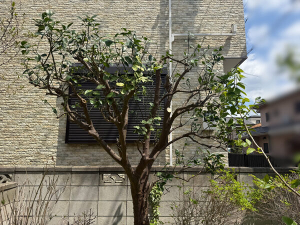 伐採・剪定の作業写真