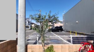 オリーブ高さ下げ、透かし剪定の作業写真