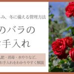 秋バラお手入れ アイキャッチ