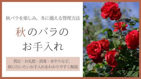 秋バラお手入れ