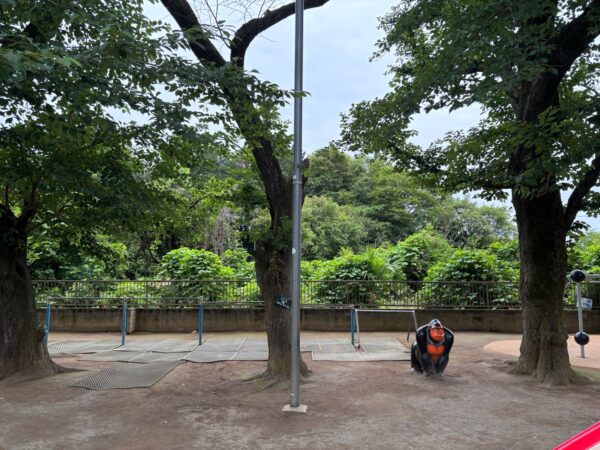 桜の木伐採・枯れ枝除去作業事例写真
