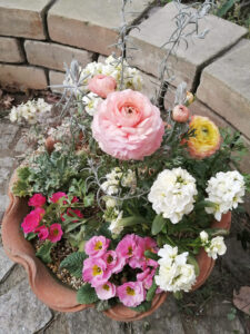 早春の寄せ植えを作りました