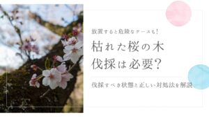 枯れた桜の木の伐採　アイキャッチ