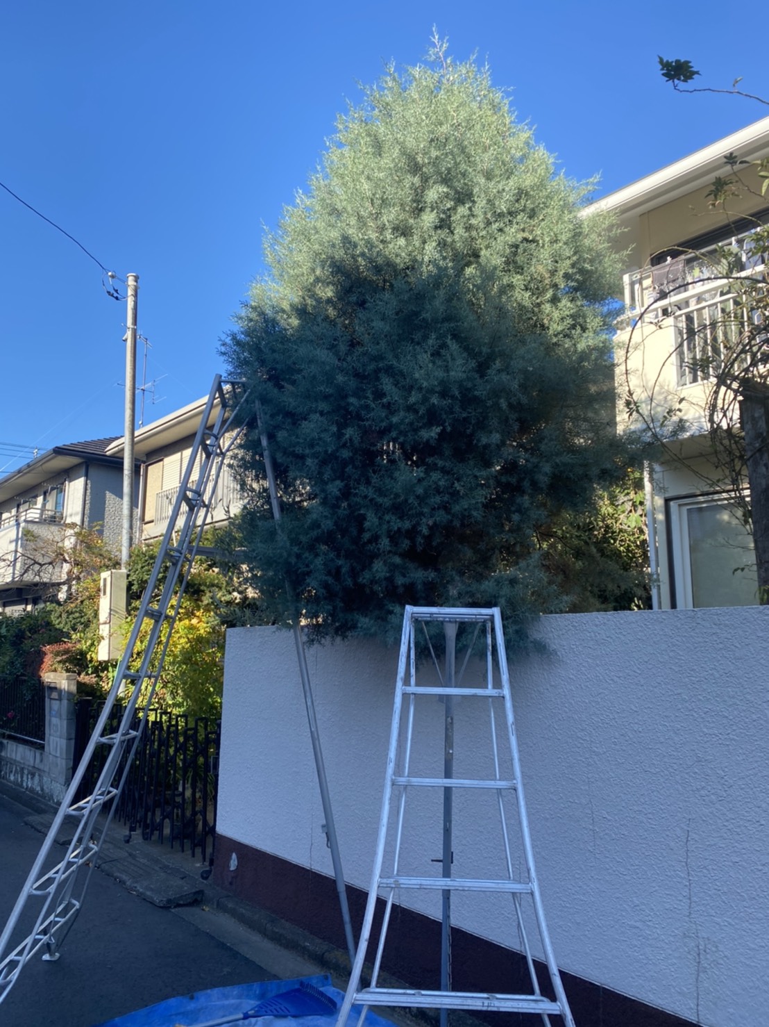 コニファー ブルーアイス の剪定 鴻巣市 お庭の専門店ニワナショナル 東京 埼玉