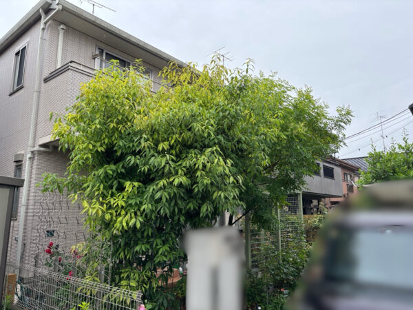 剪定の作業写真