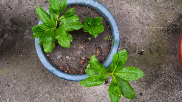 植木鉢に植物が植わっている写真