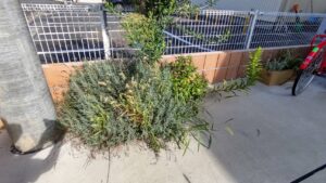 オリーブ高さ下げ、透かし剪定、花壇植え替え作業事例