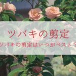 ツバキの剪定
