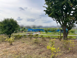 会社敷地内の除草作業（草刈り）　作業写真