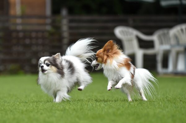 人工芝でつくるドッグラン ドックランで走る犬