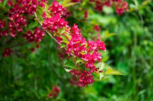 ワイゲラ（タニウツギ）