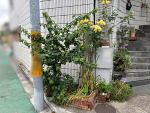 剪定・施肥・支柱立ての作業事例