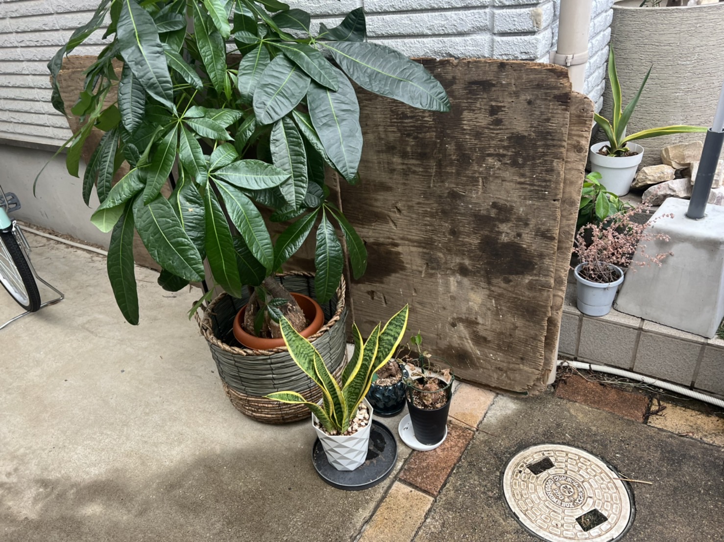 観葉植物のお引き取り/埼玉県川口市 | お庭の専門店ニワナショナル